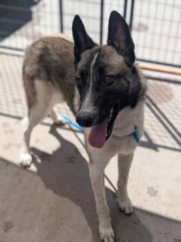 Siberian Husky and Mixed Breed Dogs Available for Adoption in El Paso, Texas - Parker* | PetCurious