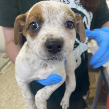 Helga -  Cattle Dog and Mixed Breed Dog for Adoption in Hattiesburg, Mississippi - Helga | PetCurious