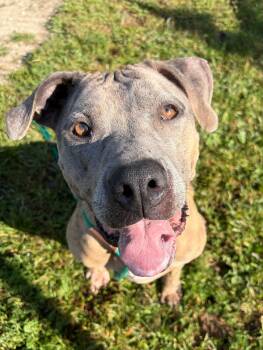 Shelby -  American Staffordshire Terrier Dog for Adoption in Chicago, Illinois - Shelby | PetCurious