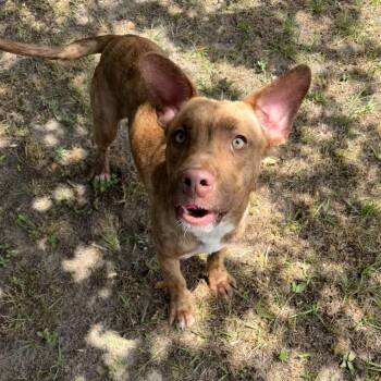 Pit Bull Terrier Dogs Available for Adoption in Valdosta, Georgia - Celtic | PetCurious