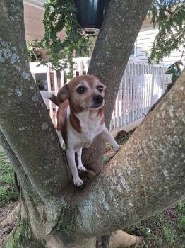 Bubbles -  Terrier and Chihuahua Dog for Adoption in Middletown, Connecticut - Bubbles | PetCurious