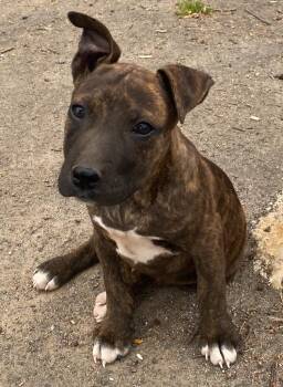 Mixed Breed Dogs Available for Adoption in Little Rock, Arkansas - Indie | PetCurious