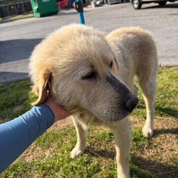 Mixed Breed Dogs Available for Adoption in Chattanooga, Tennessee - Duke | PetCurious