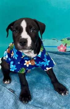 Pit Bull Terrier and Staffordshire Bull Terrier Dogs Available for Adoption in Phoenix, Arizona - Ocean | PetCurious