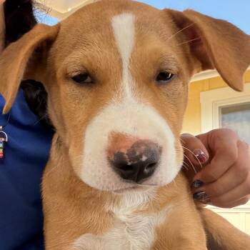Mona -  Shepherd and Mixed Breed Dog for Adoption in Goleta, California - Mona | PetCurious