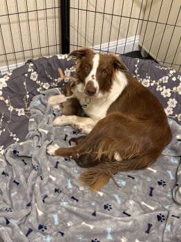 Rescue Border Collie Dogs for Adoption in The Woodlands, Texas - Momma Rose 94 | PetCurious