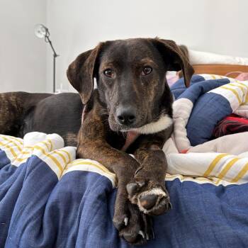 Hound Dogs Available for Adoption - Sea Salt | PetCurious