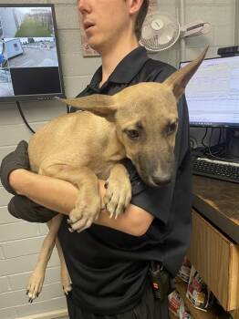 Rescue Belgian Shepherd Malinois Dogs for Adoption in Stockton, California - BEETLE JUICE | PetCurious