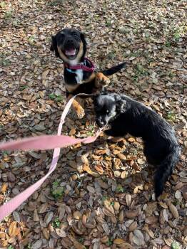 Australian Shepherd Dogs Available for Adoption - Truly And Peppy | PetCurious