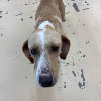 Lulu Lemon -  Hound Dog for Adoption in Parrish, Alabama - Lulu Lemon | PetCurious