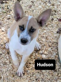 Cattle Dog Dogs Available for Adoption in Buffalo, Missouri - Hudson | PetCurious