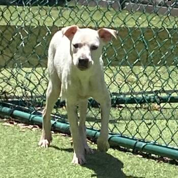Rebel 1975 -  American Bulldog and Terrier Dog for Adoption in Loxahatchee Groves, Florida - Rebel 1975 | PetCurious