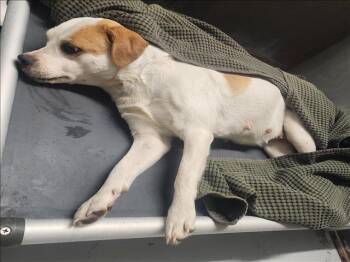 Labrador Retriever and Mixed Breed Dogs Available for Adoption - A426793 | PetCurious