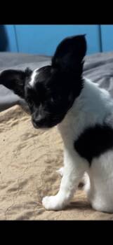 Pixie -  Chihuahua Dog for Adoption in Hallsville, Missouri - Pixie | PetCurious