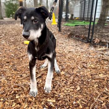 Husky and Mixed Breed Dogs Available for Adoption - Captain Snuggleton | PetCurious