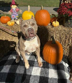 Rescue Terrier and American Staffordshire Terrier Dogs for Adoption in Bridgewater, New Jersey - Froggy | PetCurious