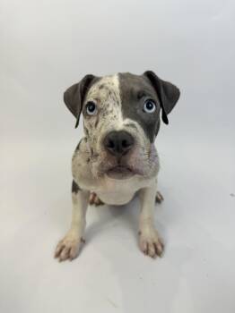 Audry -  American Staffordshire Terrier and French Bulldog Dog for Adoption in Alvin, Texas - Audry | PetCurious