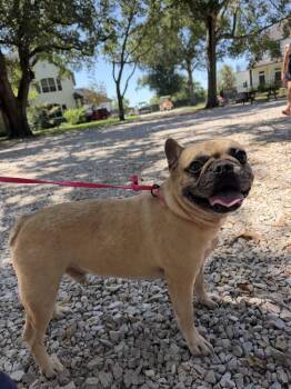 Lunchbox -  French Bulldog Dog for Adoption in Richmond, Texas - Lunchbox | PetCurious