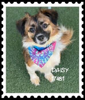 DAISY -  Spaniel and Mixed Breed Dog for Adoption in Marietta, Georgia - DAISY | PetCurious