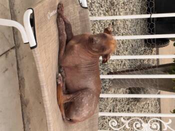 Xoloitzcuintli Mexican Hairless Dogs Available for Adoption - Heidi | PetCurious