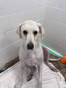 Athena -  Great Pyrenees Dog Available for Adoption in Mingus, Texas - Athena | PetCurious