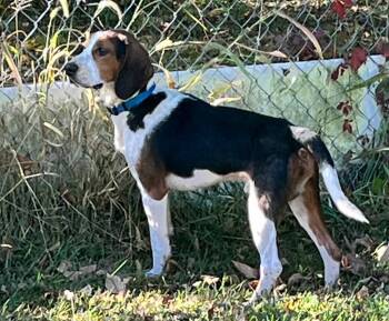 Rescue Beagle and Basset Hound Dogs for Adoption in Valparaiso, Indiana - Peter Pan | PetCurious