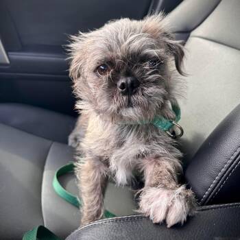 Shih Tzu and Pug Dogs Available for Adoption - Griffin | PetCurious