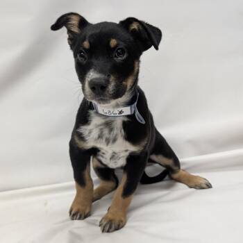 Australian Cattle Dog Blue Heeler and Mixed Breed Dogs Available for Adoption in Parker, Colorado - 636 (2026) Bessie | PetCurious