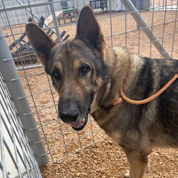 Father Time -  German Shepherd Dog Dog for Adoption in Austin, Texas - Father Time | PetCurious