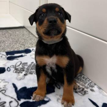 Starburst -  Beagle and Mixed Breed Dog for Adoption in St. Peters, Missouri - Starburst | PetCurious