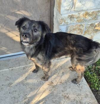Rescue Mixed Breed Dogs for Adoption in Schertz, Texas - Poe | PetCurious