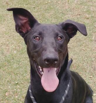 *SIRIUS -  Doberman Pinscher Dog for Adoption in Woodland, California - *SIRIUS | PetCurious