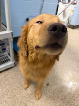 Golden Retriever Dogs Available for Adoption - B-Dawg | PetCurious