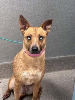BRAVE -  Siberian Husky and Mixed Breed Dog for Adoption in Las Vegas, Nevada - BRAVE | PetCurious
