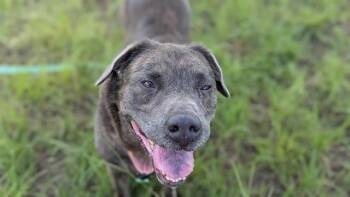 VALKA -  Labrador Retriever and Mixed Breed Dog for Adoption in Ocala, Florida - VALKA | PetCurious
