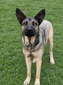 German Shepherd Dog Dogs Available for Adoption in Nashville, Tennessee - Dori | PetCurious