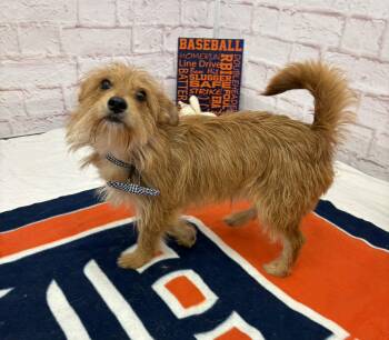 Cairn Terrier and Mixed Breed Dogs Available for Adoption in Oxford, Michigan - Merlin | PetCurious