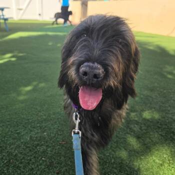 Loki -  Mixed Breed Dog for Adoption - Loki | PetCurious
