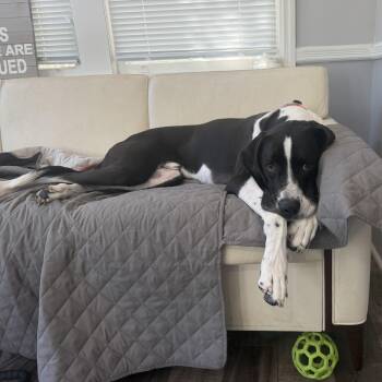 Maverick -  Coonhound Dog for Adoption in Mahwah, New Jersey - Maverick | PetCurious