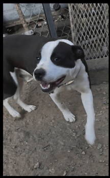 Rescue Pit Bull Terrier and Labrador Retriever Dogs for Adoption in San Diego, California - Oreo | PetCurious