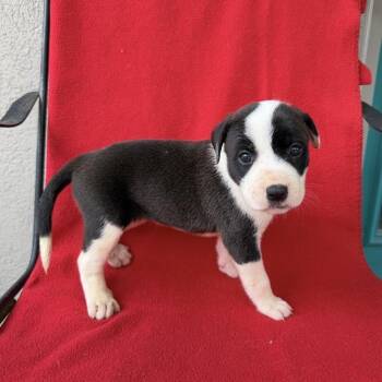 Whatchamacallit -  Terrier and Mixed Breed Dog for Adoption in Carencro, Louisiana - Whatchamacallit | PetCurious