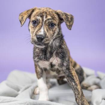 Zira -  Catahoula Leopard Dog and Boxer Dog for Adoption in Portland, Oregon - Zira | PetCurious