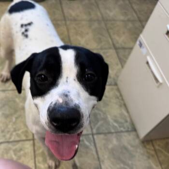 Rescue Mixed Breed and German Shorthaired Pointer Dogs for Adoption in Napoleon, Ohio - Rosie 20D25 | PetCurious