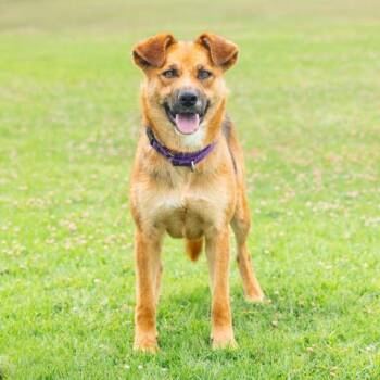 JADA -  German Shepherd Dog Dog for Adoption in Camarillo, California - JADA | PetCurious