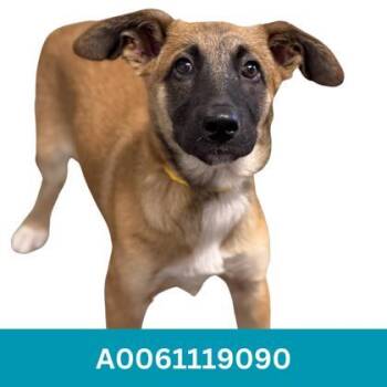 Harley -  Shepherd Dog for Adoption in Red Bluff, California - Harley | PetCurious