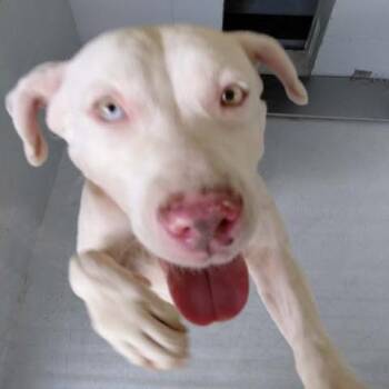 Sasha 26-08-031 -  Pit Bull Terrier Dog for Adoption in Bastrop, Texas - Sasha 26-08-031 | PetCurious