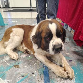Saint Bernard Dogs Available for Adoption - Yogi | PetCurious