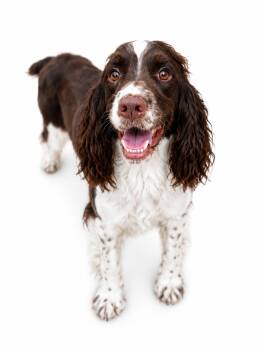 English Springer Spaniel Dogs Available for Adoption in Sylvania, Georgia - Lady | PetCurious
