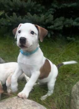 Rainer- Teal -  Catahoula Leopard Dog Dog for Adoption in Charlotte, Michigan - Rainer- Teal | PetCurious