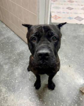 Cane Corso Dogs Available for Adoption - Theo | PetCurious